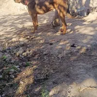 سگ عراقی ماده
