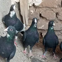 کلاغ پشدار پلنگ