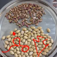 مقداری وهنبست کله قوچی ۴۶گرم و۴۱گرم مغز
