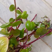 حراج گل آپارتمانی ( به علت تغییر شغل)