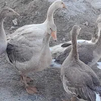 غاز خاکستری نروماده