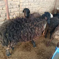 فروش گوسفند