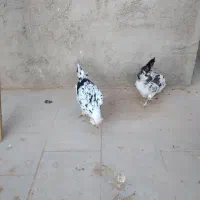 مرغ و خروس گلین لری|حیوانات مزرعه|میبد, |دیوار