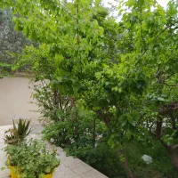 رهن-واجاره-سوئیت-ویلایی