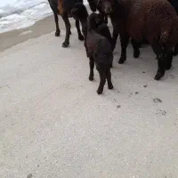 گوسفند|حیوانات مزرعه|لیلان, |دیوار