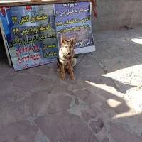 واگذاری سگ ژرمن