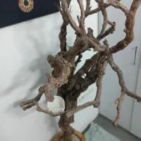 درخت پرنده درختچه درخچه|لوازم جانبی حیوانات|مشهد, شفا|دیوار