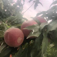 فروش خانه ویلایی ۶۰متری ۱ خوابه در روستای گوداسیاب|فروش خانه و ویلا|سبزوار, قصبه غربی|دیوار