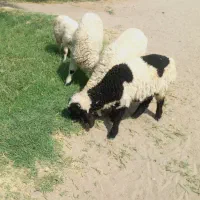 بره نر مناسب