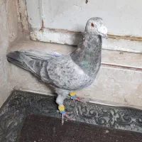 کبوتر