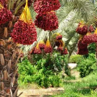 مشارکت در تاسیس میوه فروشی اعطای نمایندگی