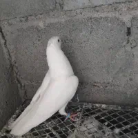 کفتر|پرنده|میناب, |دیوار