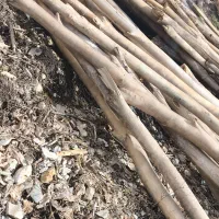 دار چنار|مصالح و تجهیزات ساختمان|سروآباد, |دیوار