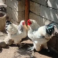 فروش مرغ وخروس  برهما