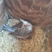 جوجه عروس سرلاکی|پرنده|بندرعباس, |دیوار