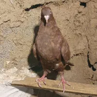 کبوتر|پرنده|ماهیدشت, |دیوار
