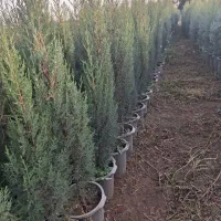 نهال|خدمات باغبانی و درختکاری|محمدیه-قزوین, |دیوار