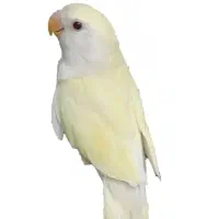 جفت کوتوله برزیلی مولد