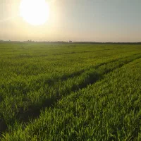 خوردنی وآشامیدنی