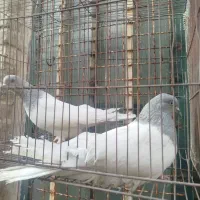 کفتر کله دار ابی
