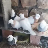 14عددکبوترخال