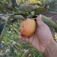 توزیع نهال خرمالو، انار ،انجیر در نهالستان غرب