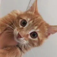 گربه نارنجی