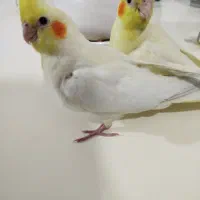 یه جفت عروس هلندی