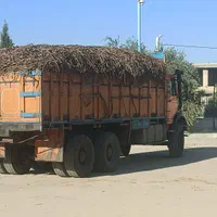 خرید ریشه محک( شیرین بیان)