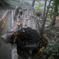 تنه درخت گردووچوب گردو