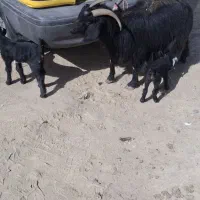 بز با دو کهره