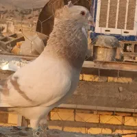 کبوتر|پرنده|شیراز, حومه شیراز|دیوار