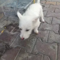 پاکوتاه خانگی