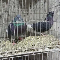 کبوتر پرشی کاشونی تهرانی شمرونی سرور شازده|پرنده|اصفهان, طاحونه|دیوار