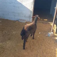 ماده تقلی افشار|حیوانات مزرعه|شاهرود, |دیوار