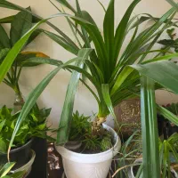 ۳ عدد گل پاندانوس|گل و گیاه طبیعی|شیراز, پودنک|دیوار