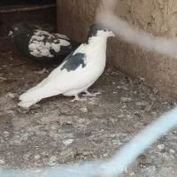 پرنده|پرنده|کرباسک, |دیوار