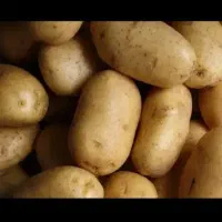 سیبخاکیدرجه.یک۴۰تون|عمدهفروشی|شهرکرد, |دیوار