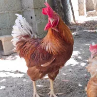 تخم نطفه دار لهومن