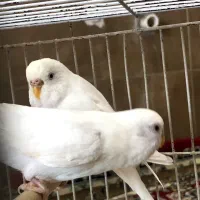 مرغ عشق|پرنده|یزد, |دیوار