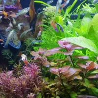 گیاه اکواریومی