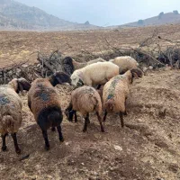 10عدد گوسفند داشتی|حیوانات مزرعه|کوهدشت, |دیوار