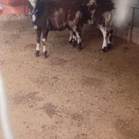 دو عدد بره قوچ پلنگی بروجردی اصل|حیوانات مزرعه|نکا, |دیوار