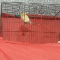 قناری موزاییکی مست|پرنده|قرچک, میرزائی شمالی|دیوار