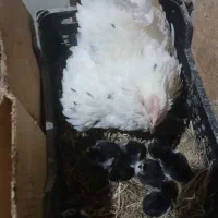 تخم مرغ نطفه دار گلین|حیوانات مزرعه|بهارستان, |دیوار