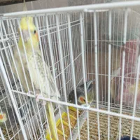 چند جفت عروس هلندی قیمت مناسب سالم و تخم گذار|پرنده|سبزوار, پیروزی|دیوار