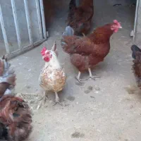 مرغ محلی تخم گذار|حیوانات مزرعه|قائمشهر, |دیوار