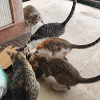 واگذاری چند بچه گربه برای سرپرستی