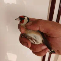 سهره طلایی|پرنده|ابهر, |دیوار