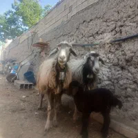 میش بره